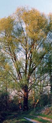 acero_campestre
